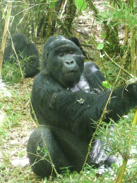 Rwanda gorilla